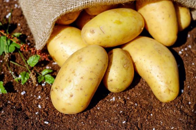 Pomme de terre île de Ré AOP : la primeur aux saveurs marines Pomme de terre île de Ré AOP : la primeur aux saveurs marines