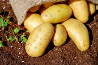 Pomme de terre de l'île de Ré : variété primeur et recettes